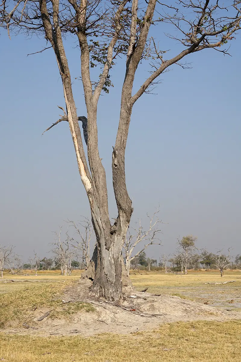 Moremi2_DeadTreeIsland.jpg