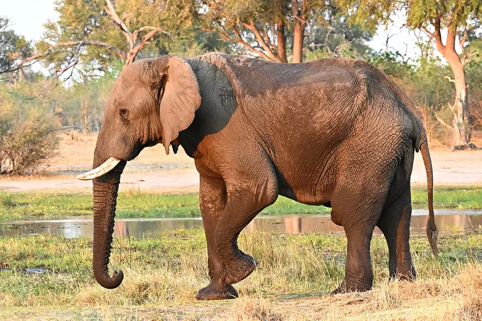 Moremi2_Elefant-Abendsonne.jpg