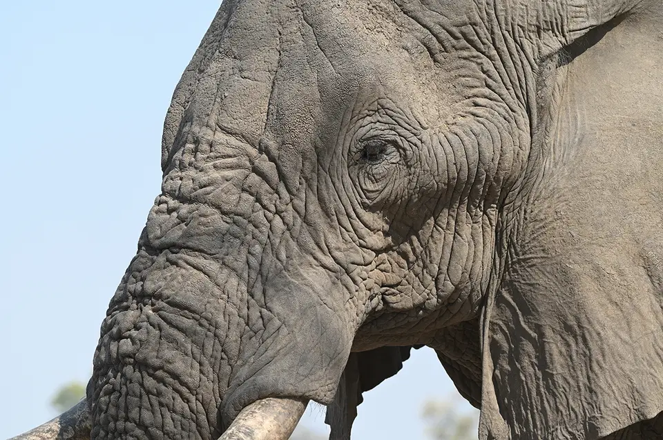 Moremi2_Elefant.jpg