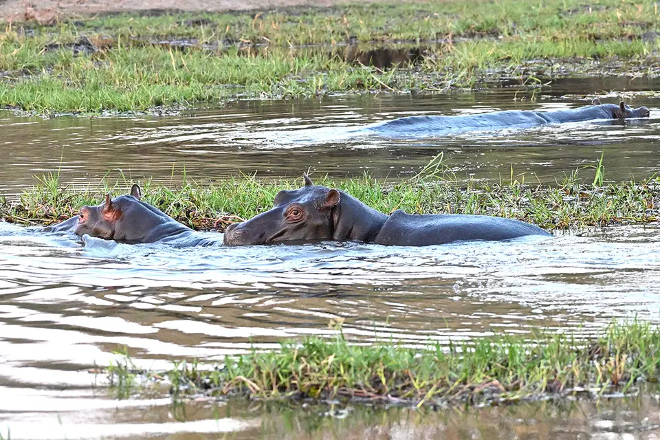 Moremi2_Hippo-Spiele.jpg