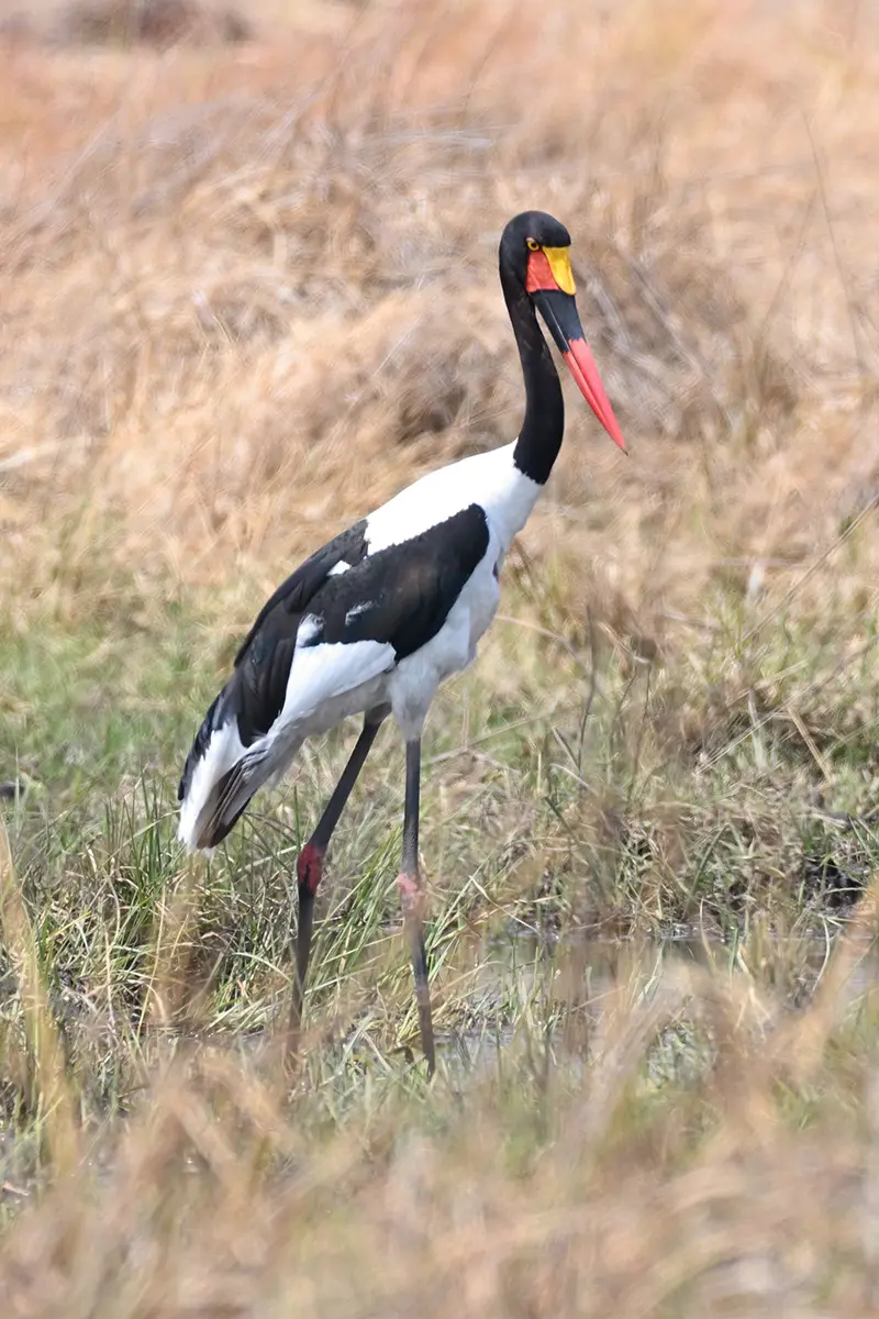 Moremi2_Sattelstorch.jpg