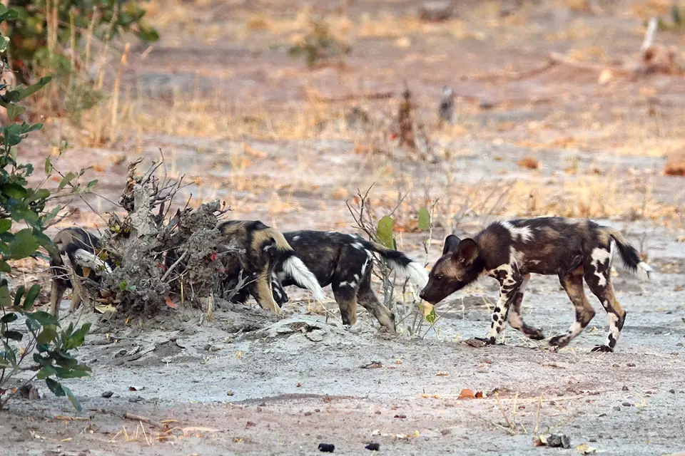 SavutiWilddogs11.jpg