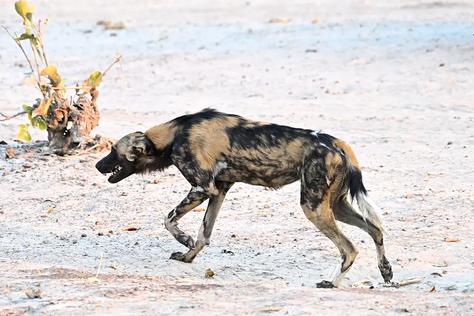 Savuti_Wildhund1.jpg