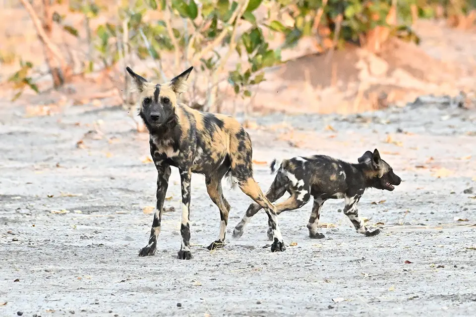 Savuti_Wildhunde4.jpg