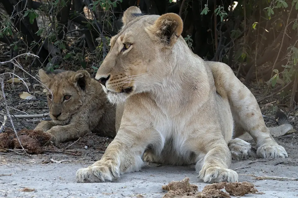 Savuti–MamaundCub.jpg