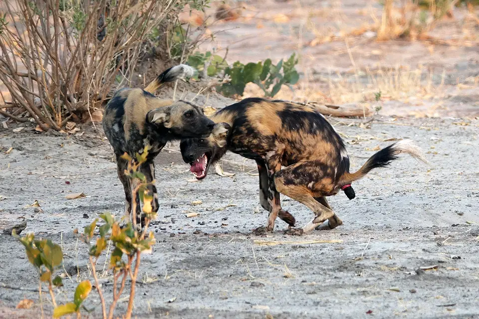 Savuti–WilddogRevier.jpg