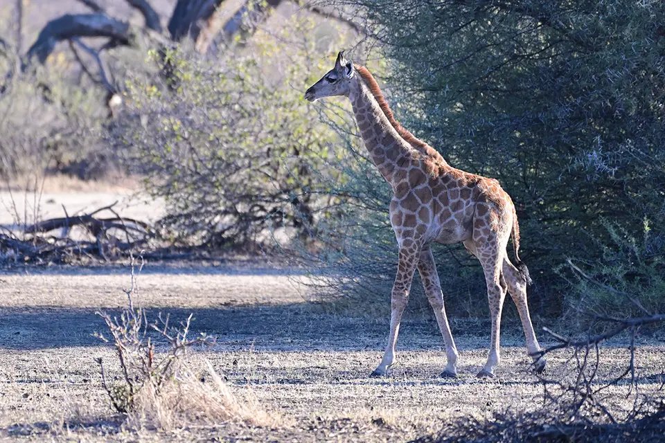Shakawe_junge-Giraffe.jpg