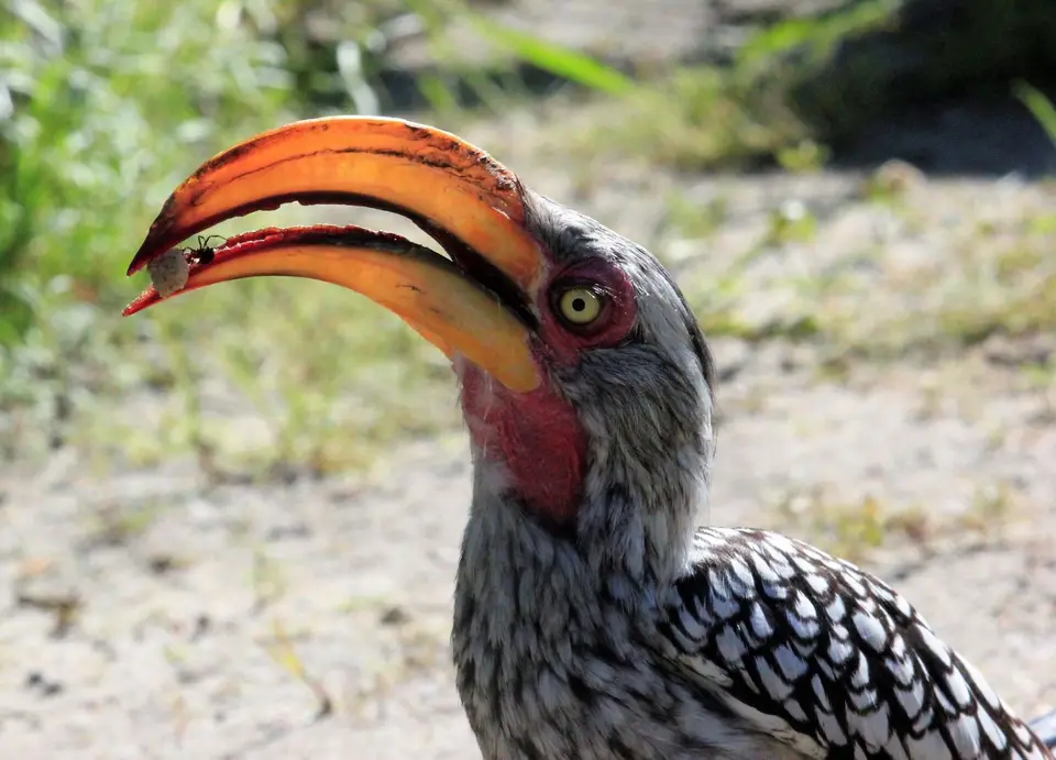 2Hornbill.jpg