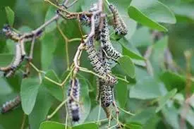 A-Mopane3.jpg