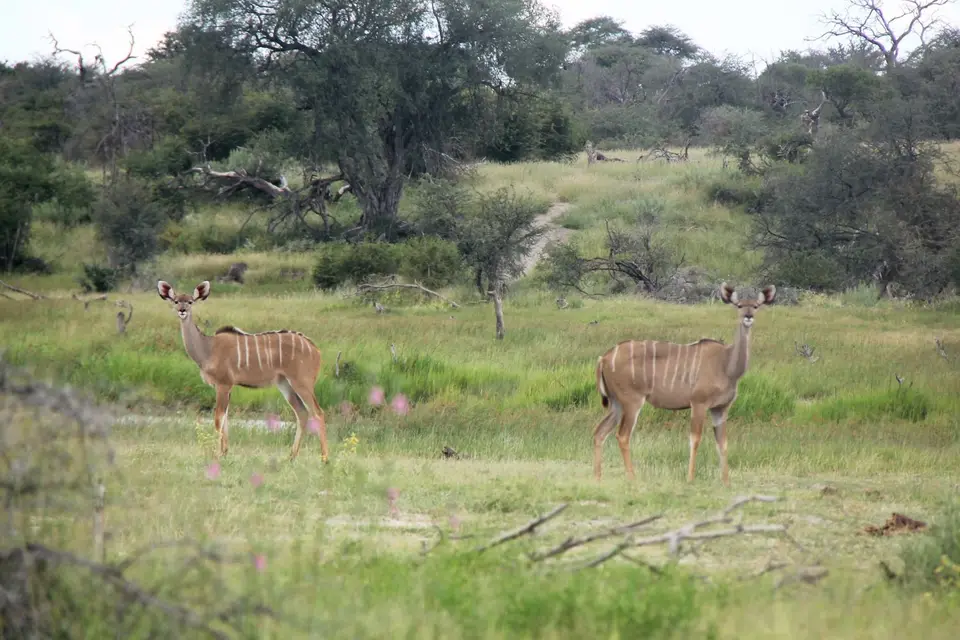 BotetiKudu.jpg