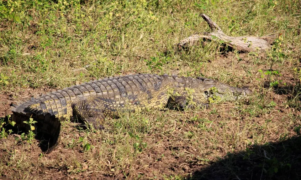 Croc20.jpg