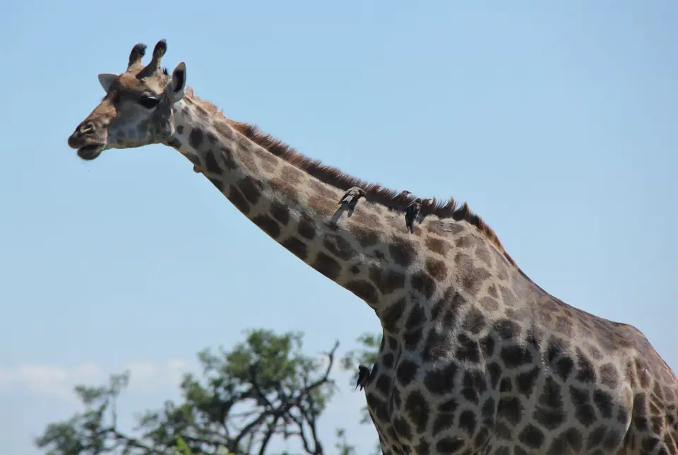 GiraffeChobe3.jpg