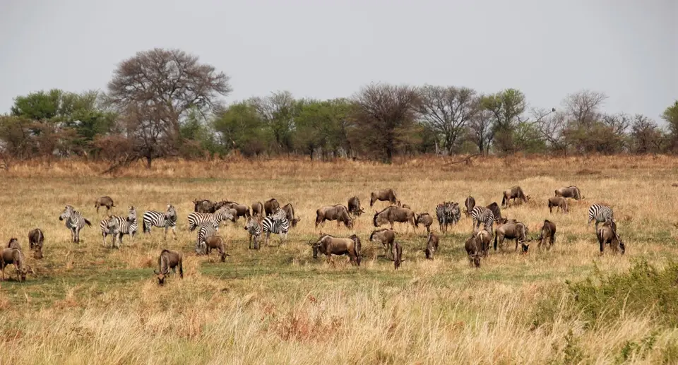 Gnu-Zebra.jpg