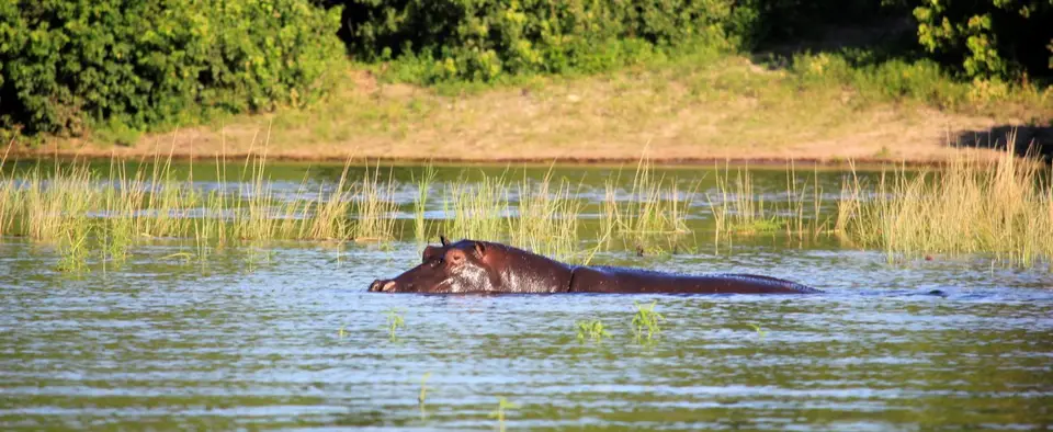 Hippo1.jpg