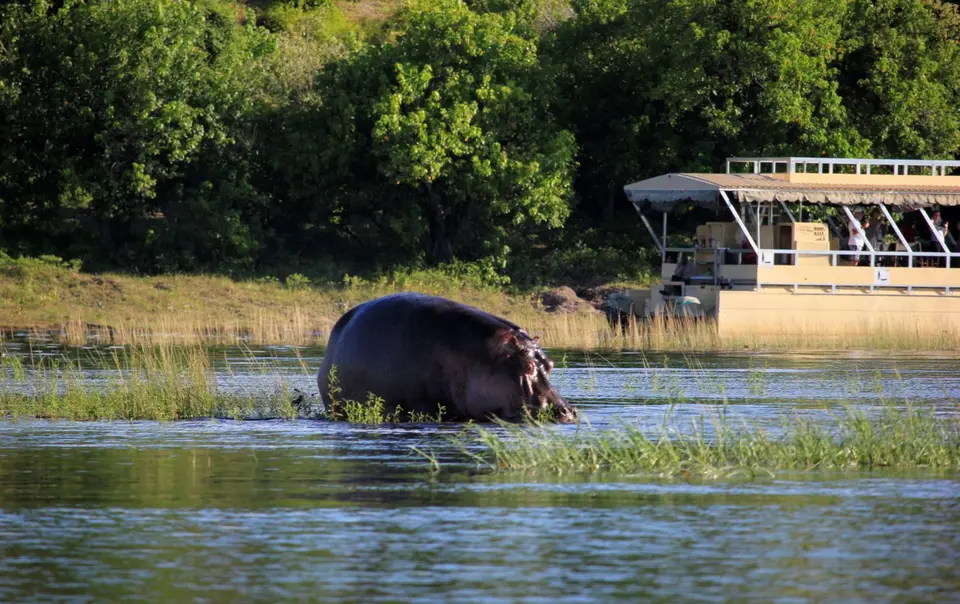Hippo7.jpg