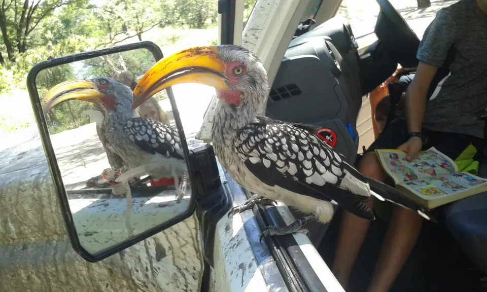Hornbill.jpg