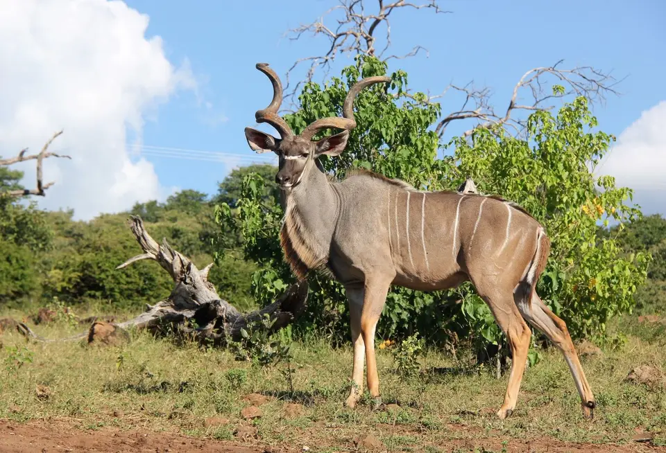 Kudu.jpg
