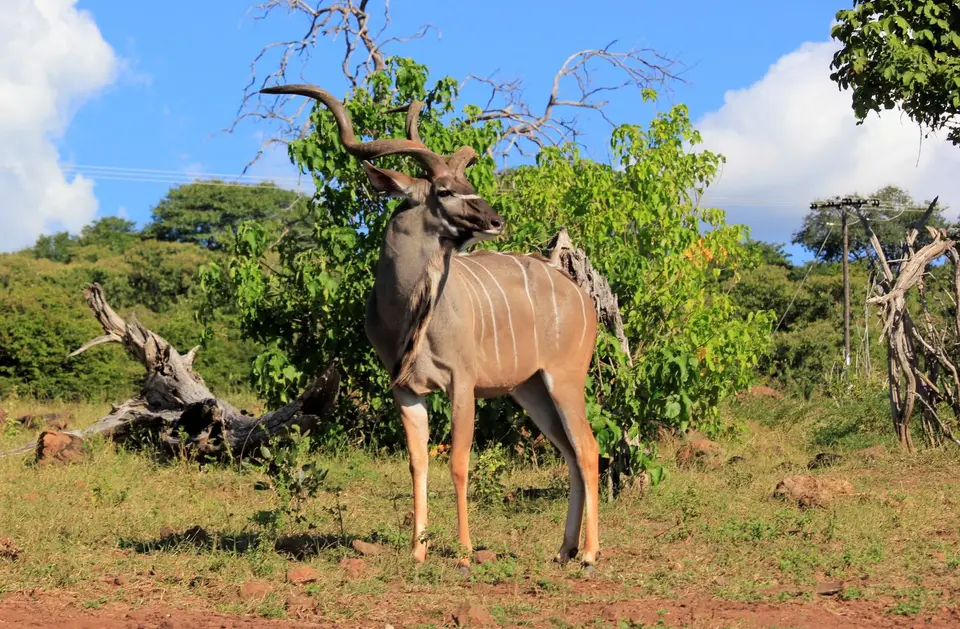 Kudu5-2.jpg
