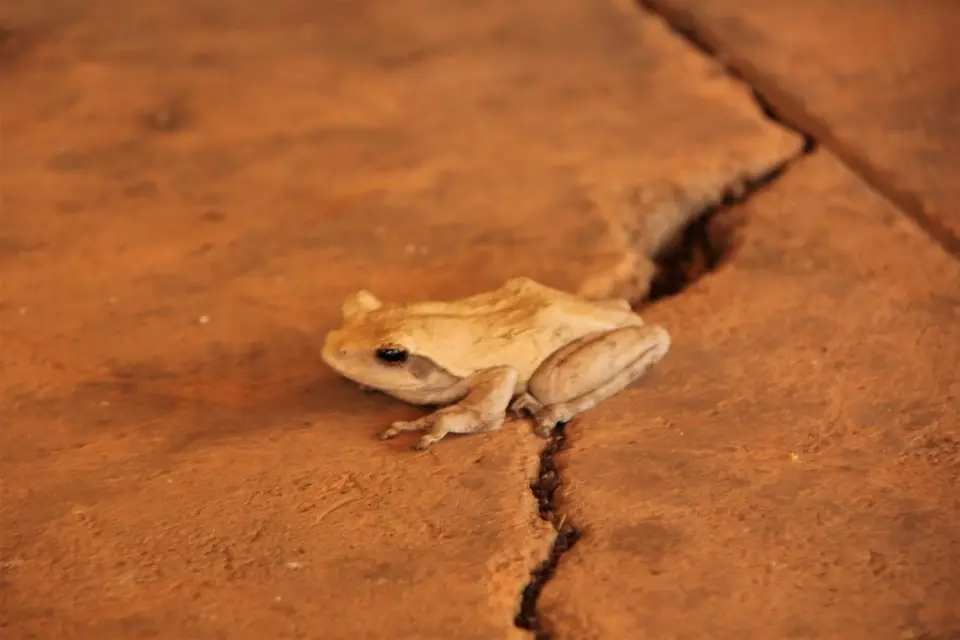 Kuti-Frog.jpg