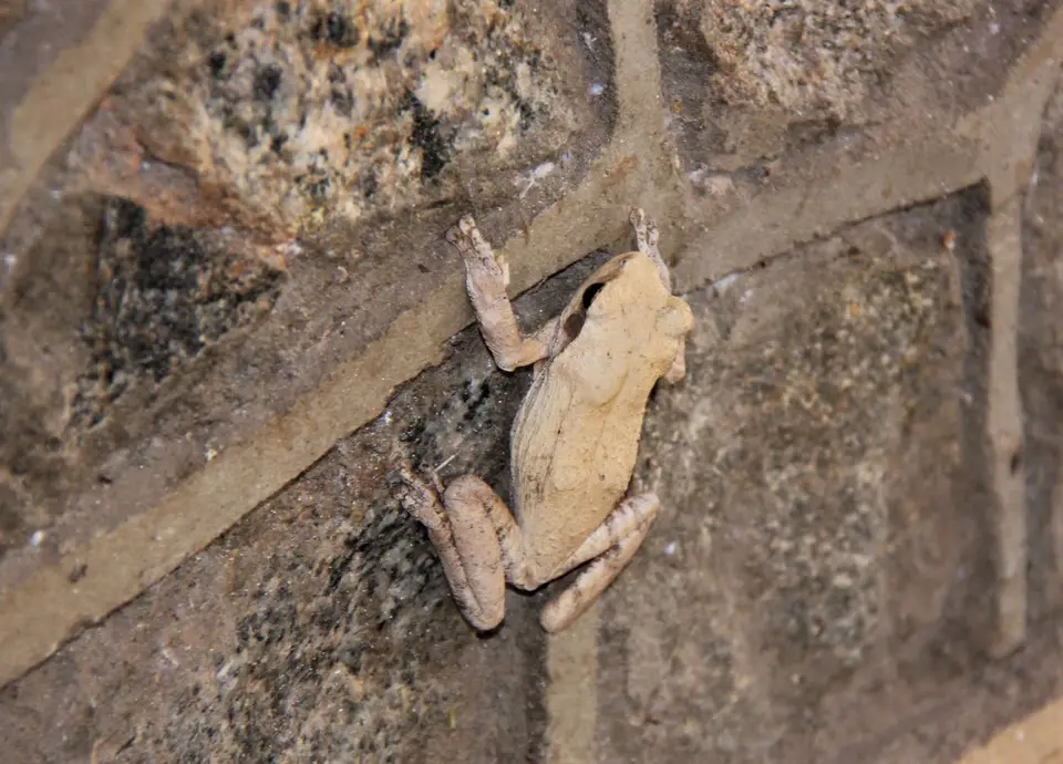 Kuti-Frog1.jpg