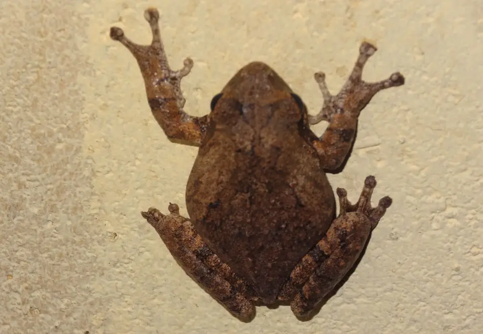Kuti-Frosch.jpg