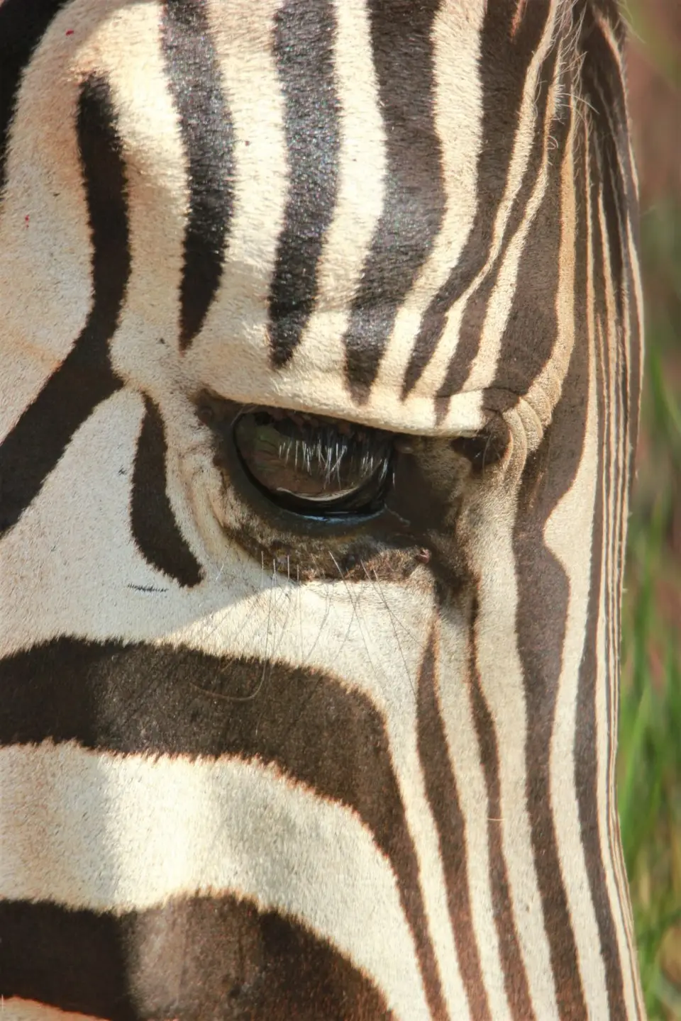 Kuti-Frühstück-Zebra2.jpg