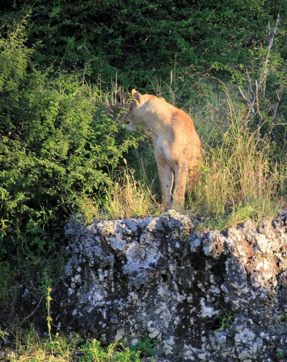 Lioness8.jpg