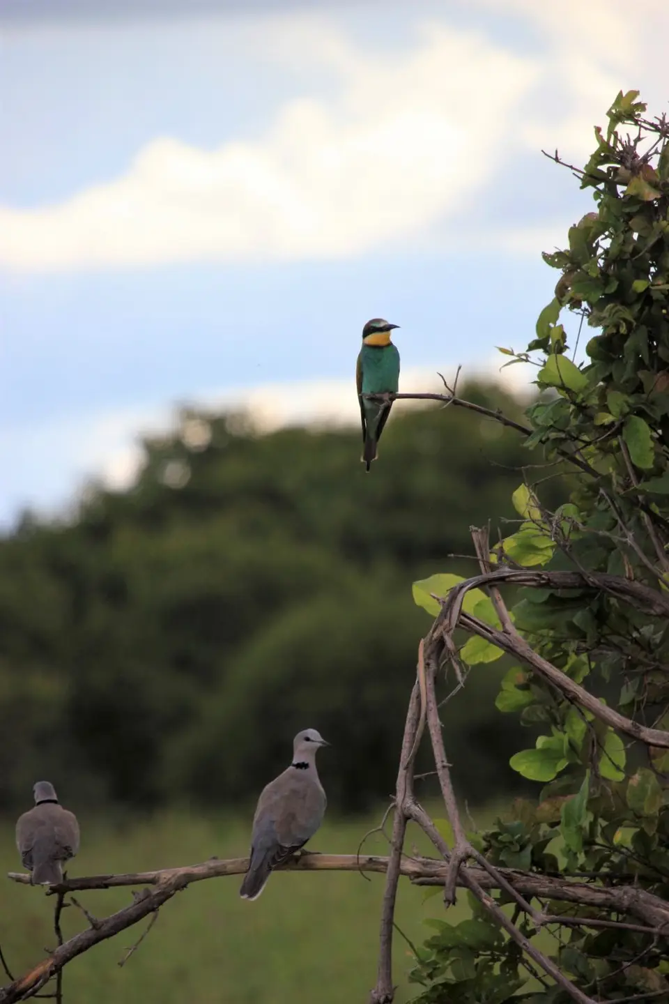 M-Savuti-Birds-1.jpg