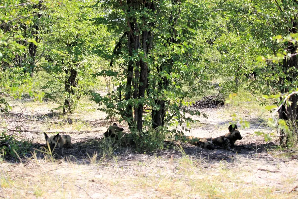 Man-Mab-WildDogs1.jpg