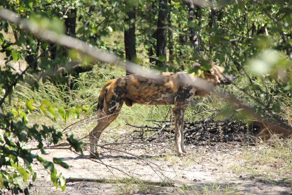 Man-Mab-WildDogs5.jpg