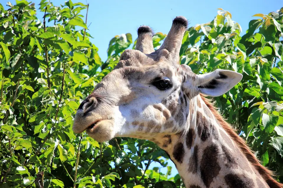 Mankwe-Giraffe.jpg
