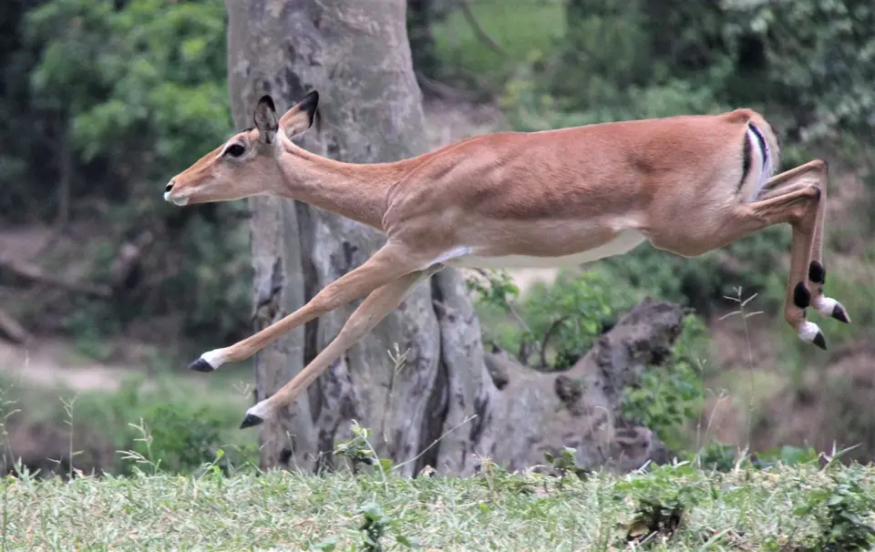 Mankwe-Impala2.jpg