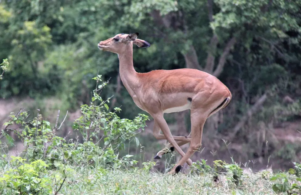 Mankwe-Impala3.jpg