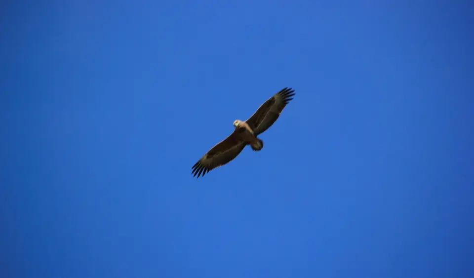 Mankwe-Mababe-Adler.jpg