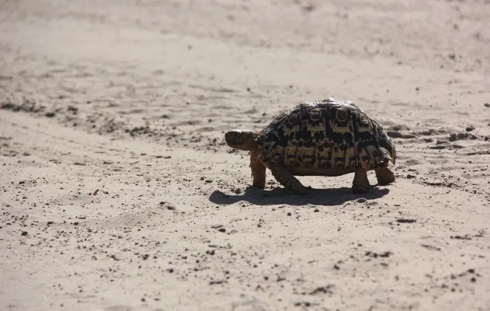 Mankwe-Mababe-Schildkröte.jpg