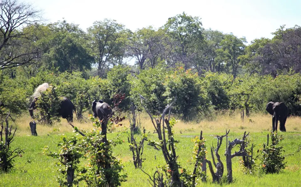 Mankwe-Mababe3.jpg