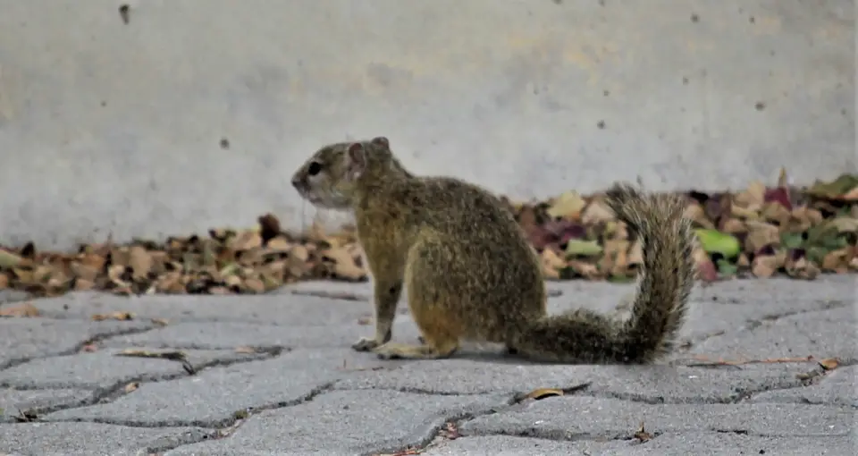 Mankwe-Squirrel.jpg
