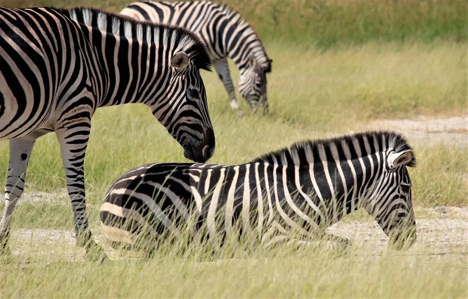 Mankwe-Zebra.jpg