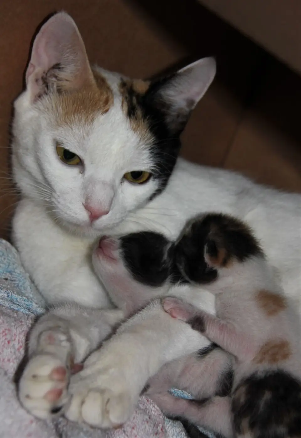 Moyo-Kitten1.jpg