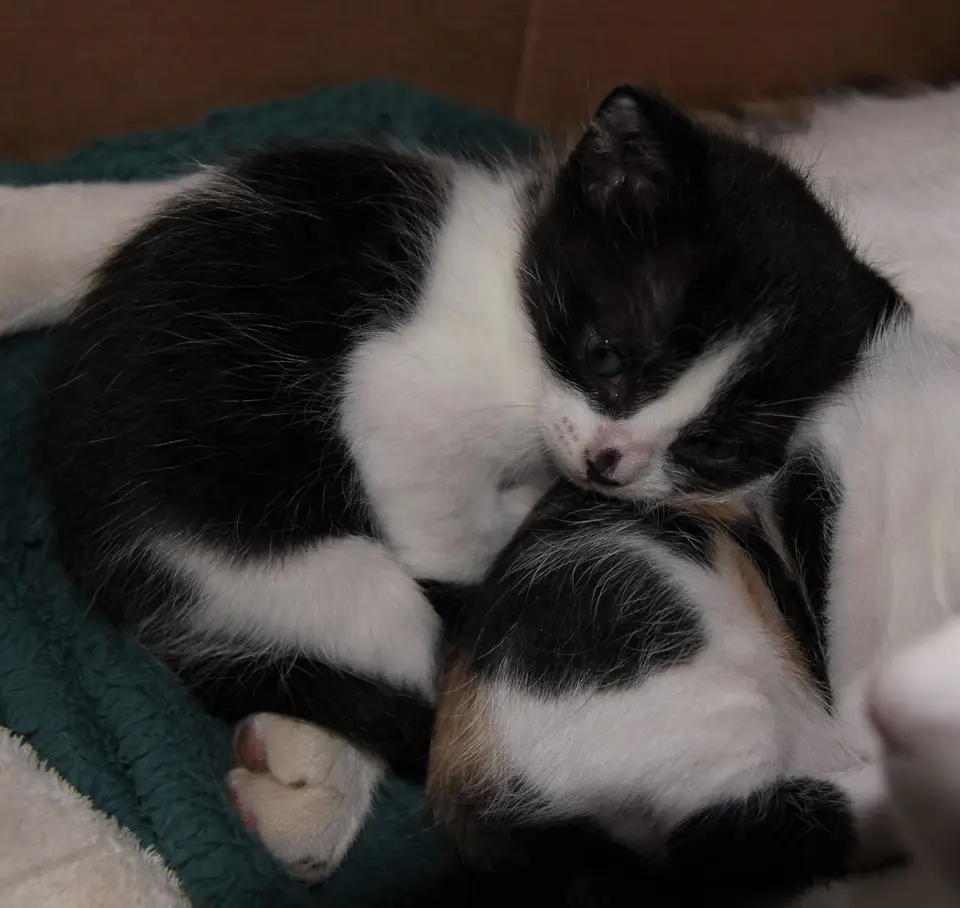 Moyo-Kitten3.jpg