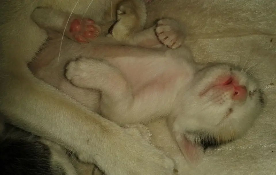 Moyo-Kitten4.jpg