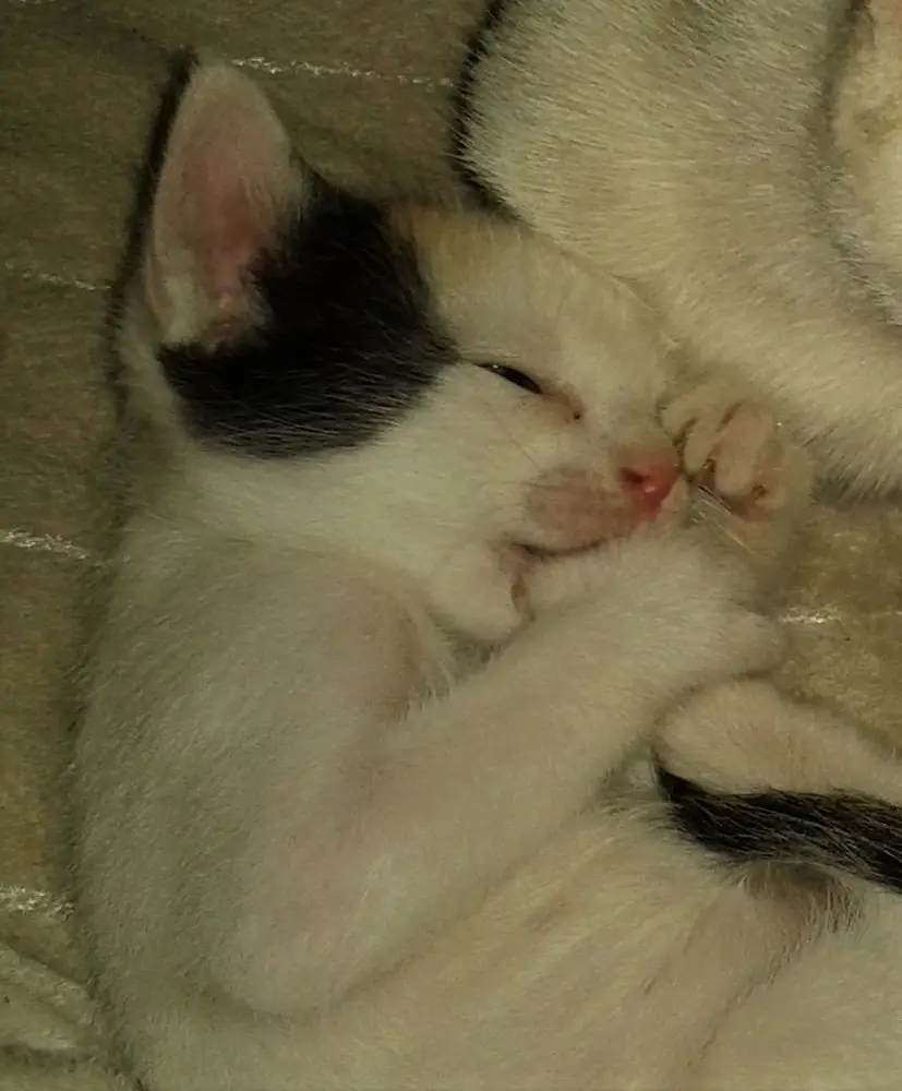 Moyo-Kitten6.jpg