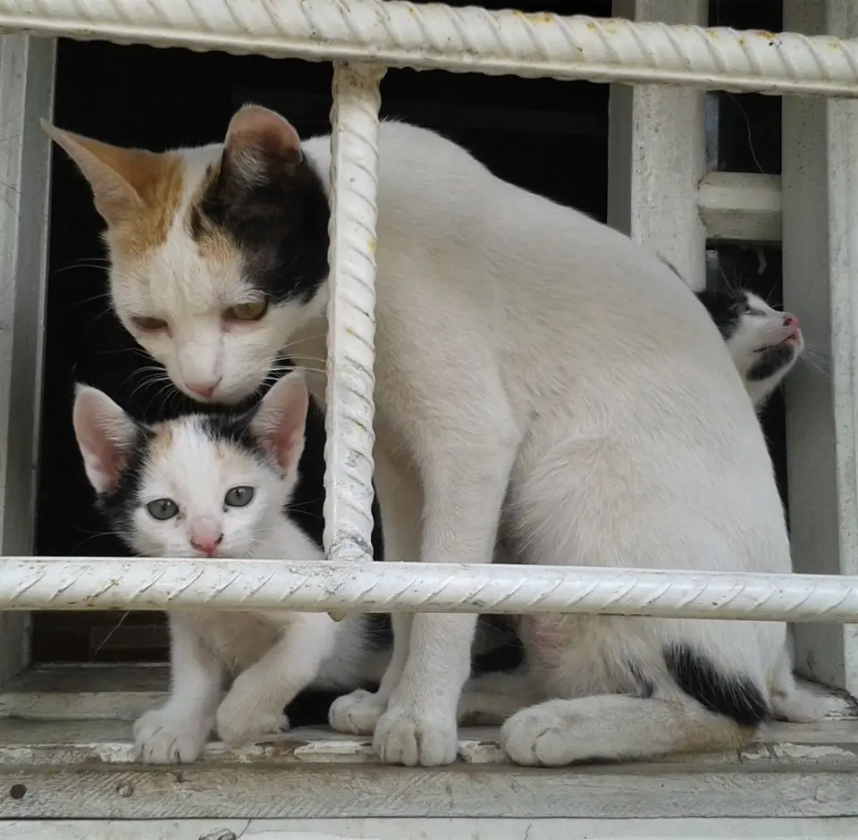 Moyo-Kitten7.jpg