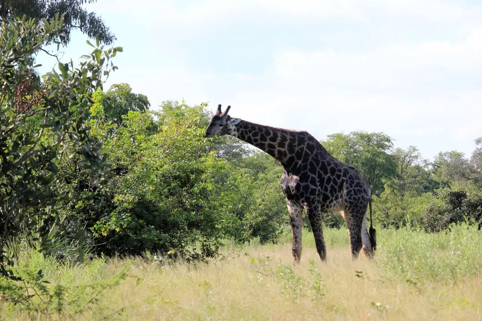 S-Giraffe.jpg