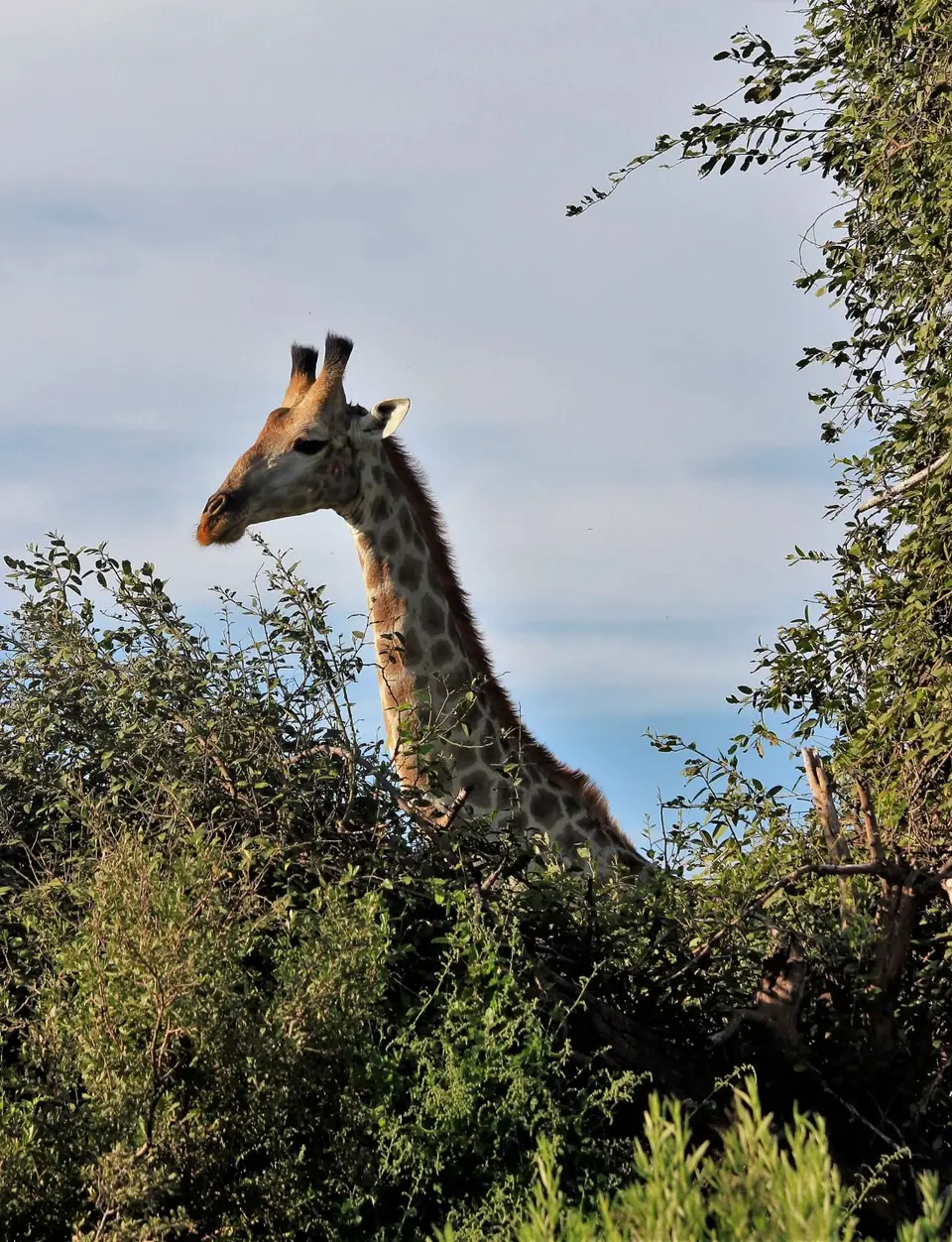 S-Giraffe1.jpg