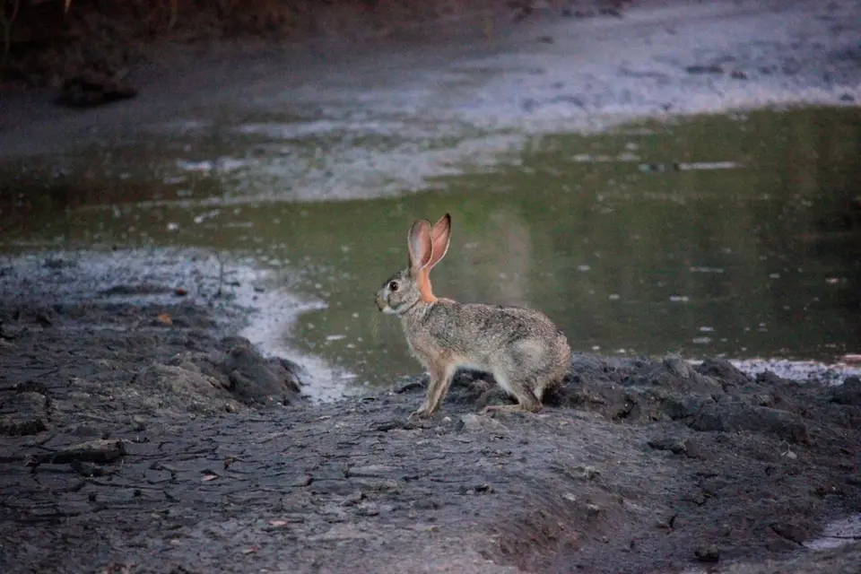 S-Hase.jpg