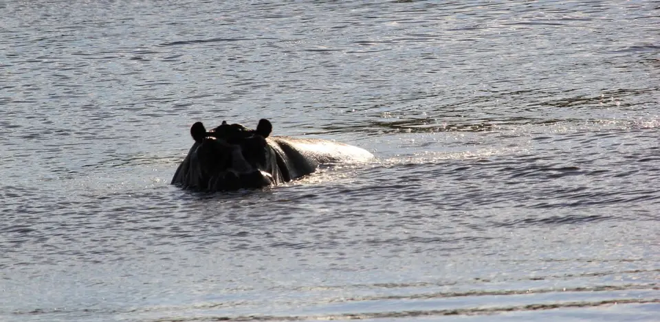 S-Hippo4.jpg