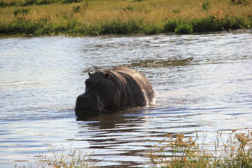 S-Hippo5.jpg