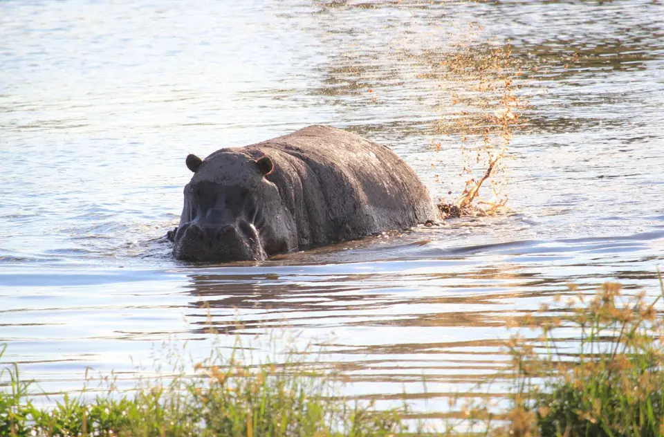 S-Hippo6.jpg