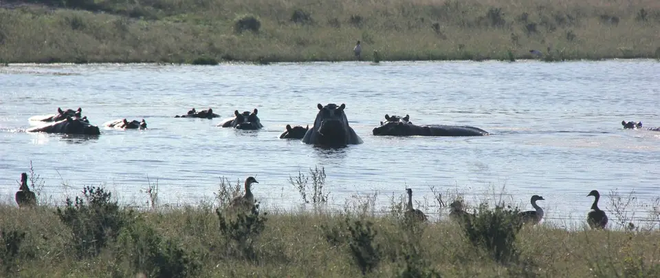 S-Hippos(1).jpg